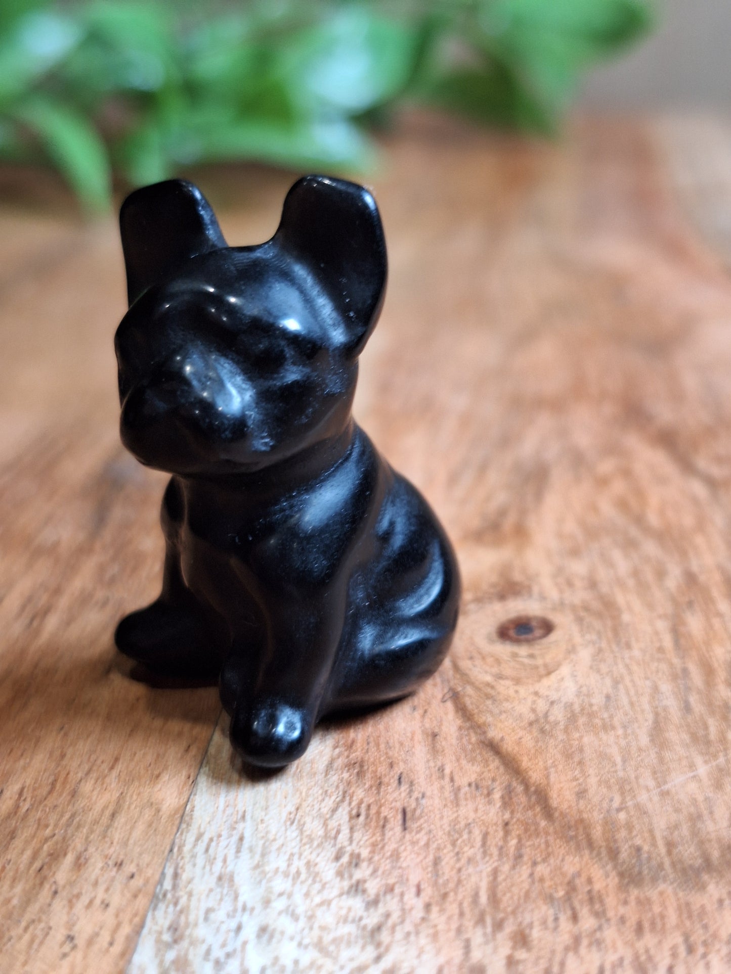 BLACK OBSIDIAN FRENCH DOG