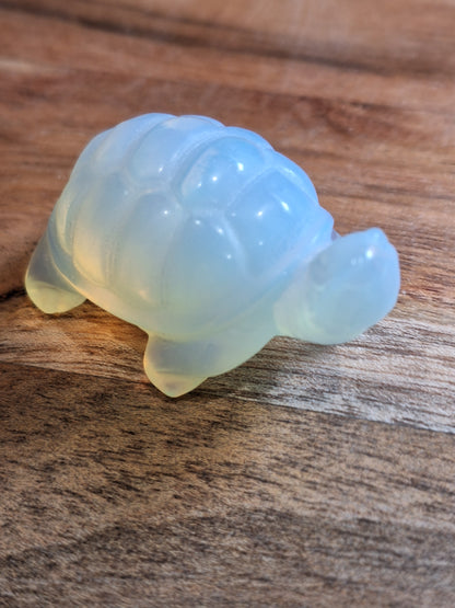 TURTLES (MEDIUM)