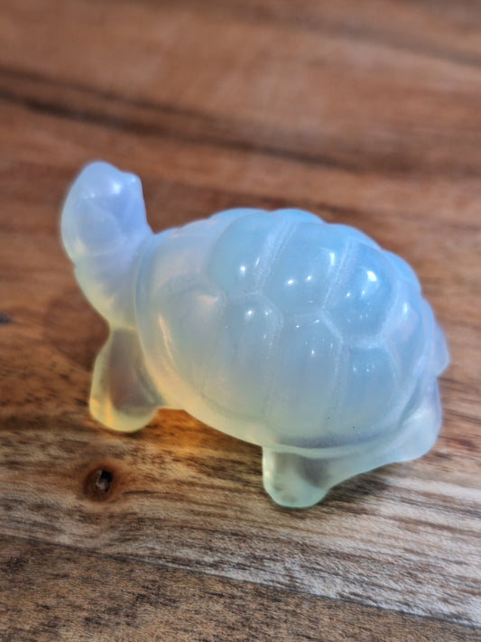 TURTLES (MEDIUM)