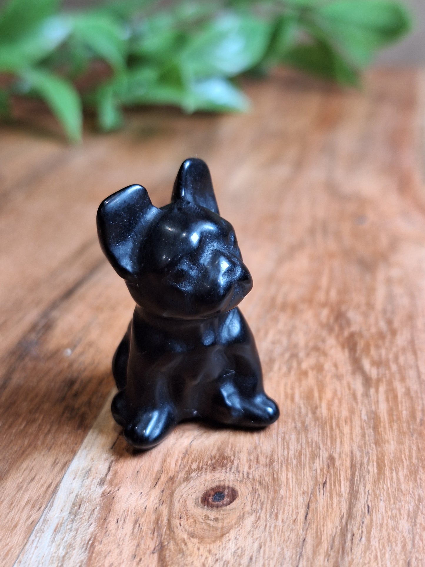 BLACK OBSIDIAN FRENCH DOG