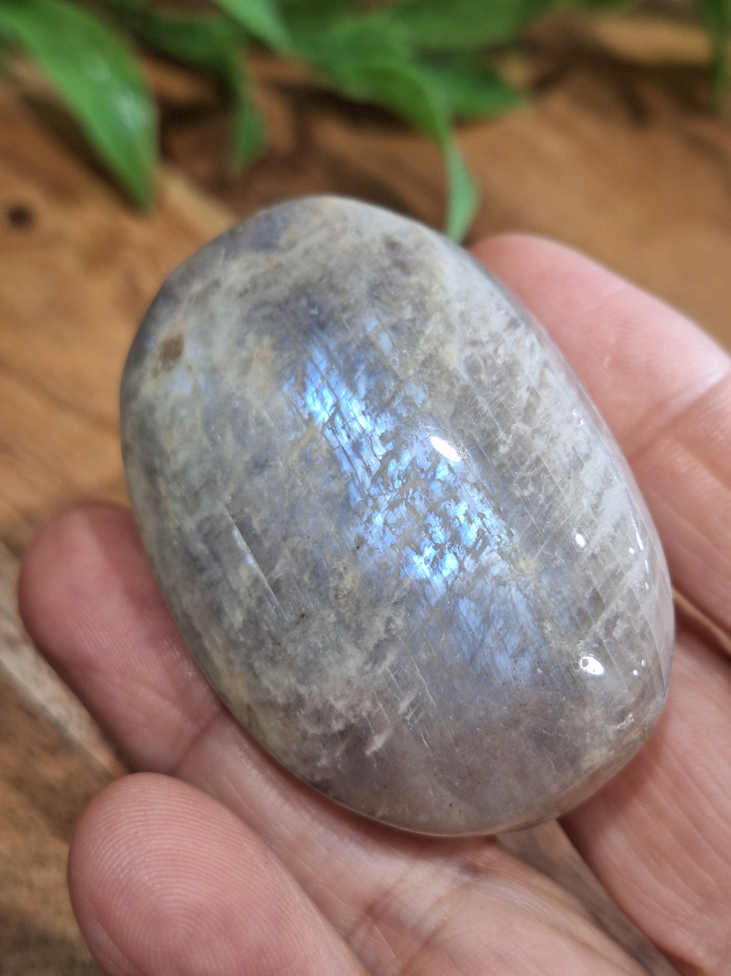 PALM STONES (SMALL)