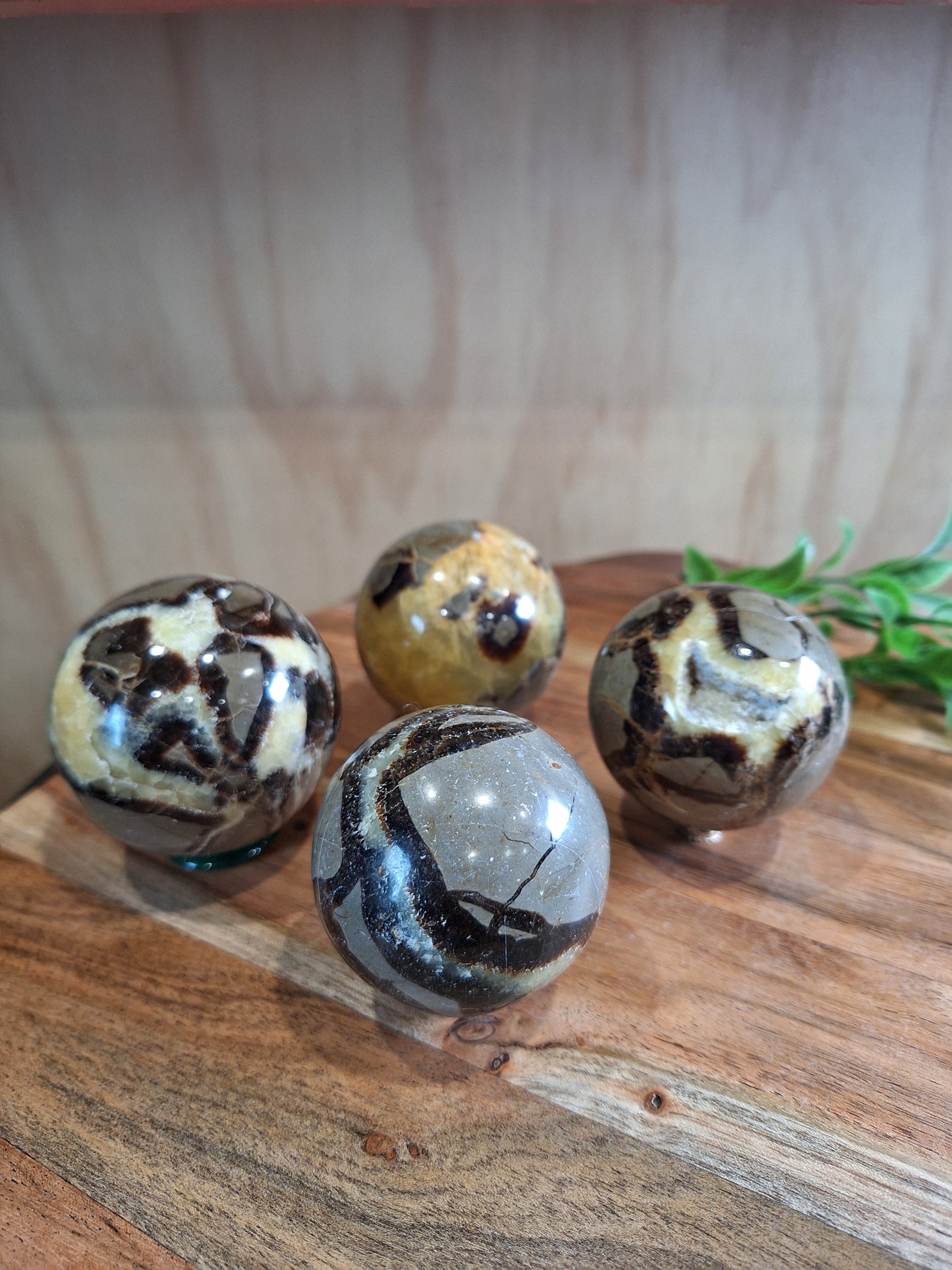 SEPTARIAN SPHERES