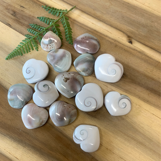 SHIVA SHELLS