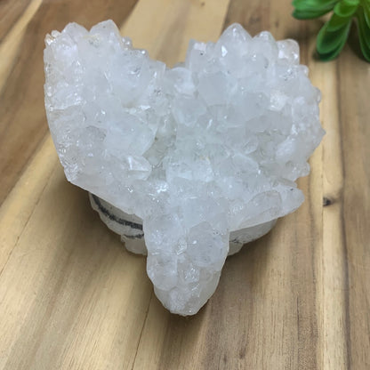 WHITE QUARTZ TURTLE (HUGE 1.246kg!!)